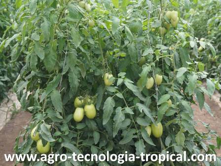 Producción de tomate perita usando software de fertirriego